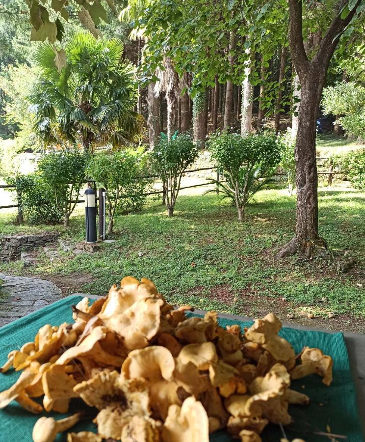 Il Bosco Di Campo Marzano Rooms & Apartments Borzonasca ภายนอก รูปภาพ